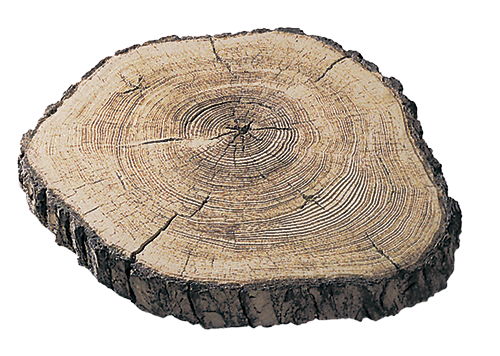 A stepping stone that looks like a cross section of a piece of wood. Platter shaped.